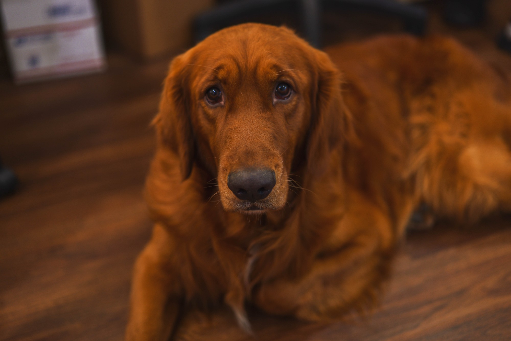 Fergus, Dr. Hendry's Irish Setter — the friendly clinic dog at Integrative Health Partners, Greenville SC