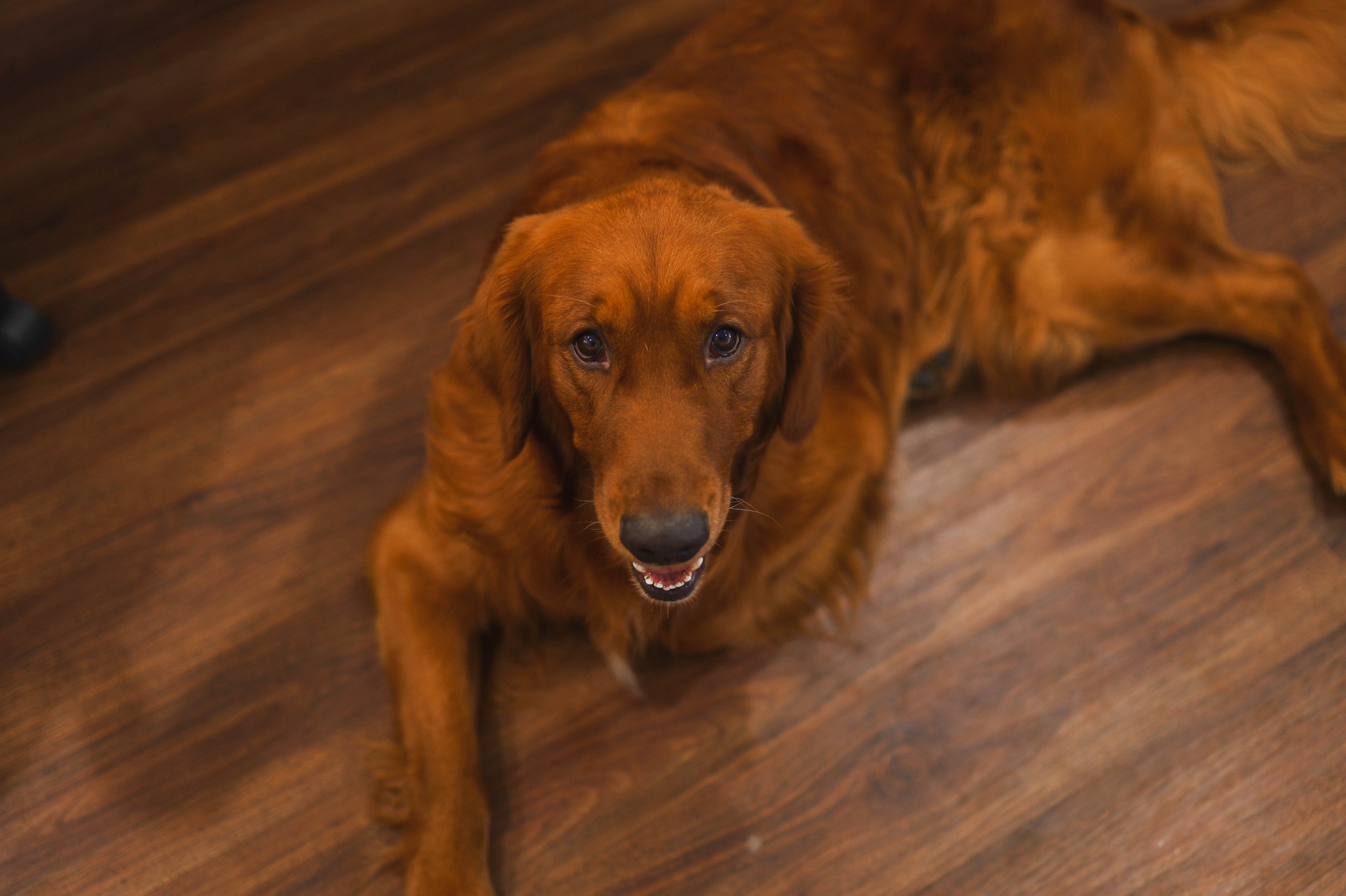 Fergus smiling at Integrative Health Partners clinic — Dr. Hendry's dog and unofficial clinic mascot